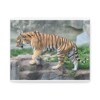 Tiger Classic Stretched Canvas