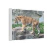 Tiger Classic Stretched Canvas