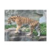 Tiger Classic Stretched Canvas