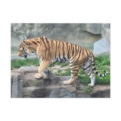 Tiger Classic Stretched Canvas - Image 2