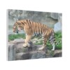 Tiger Classic Stretched Canvas