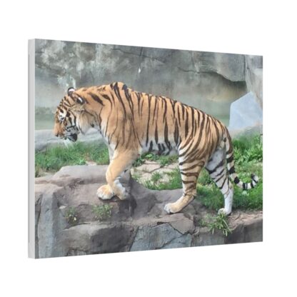 Tiger Classic Stretched Canvas - Image 3