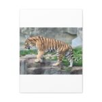 Tiger Classic Stretched Canvas