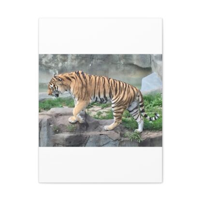 Tiger Classic Stretched Canvas - Image 9