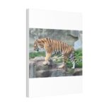 Tiger Classic Stretched Canvas