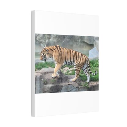 Tiger Classic Stretched Canvas - Image 10